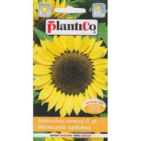PLANTICO SŁONECZNIK OZDOBNY POJEDYŃCZY WYSOKI 2G