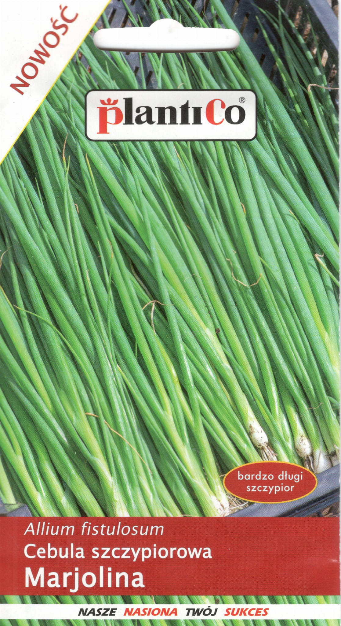 PLANTICO CEBULA SIEDMIOLATKA MARJOLINA 1G