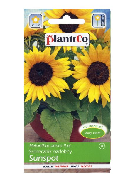 PLANTICO SŁONECZNIK OZDOBNY SUNSPOT 2G