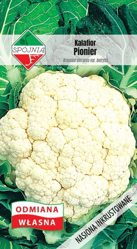SPÓJNIA KALAFIOR PIONIER 1G
