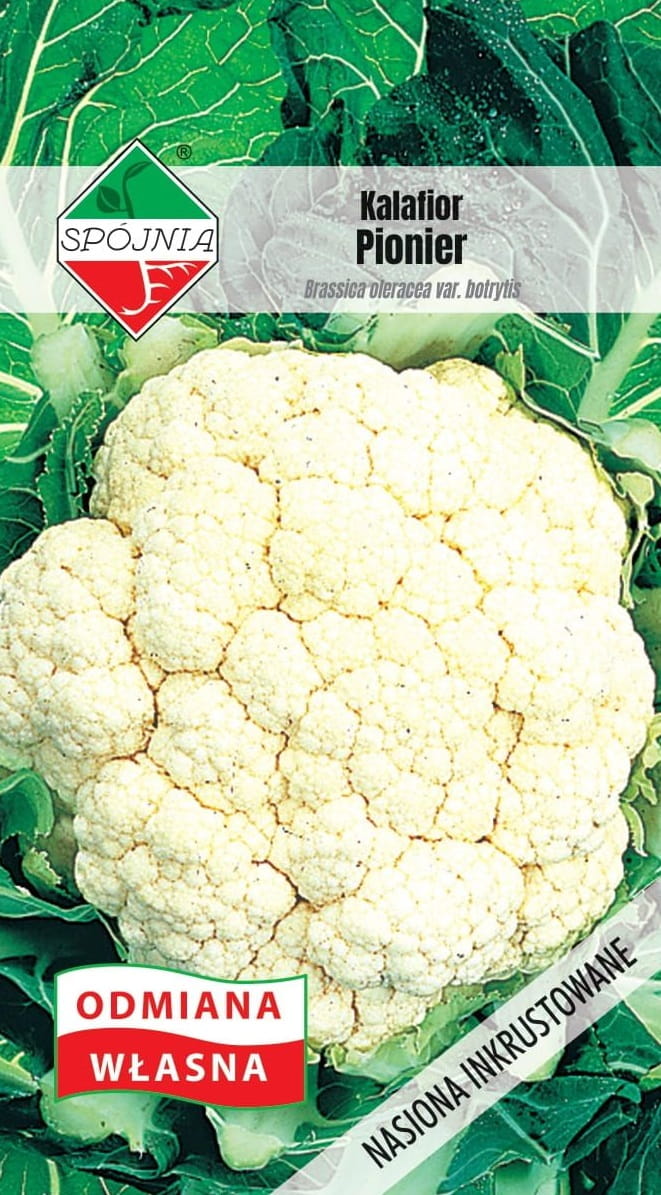 SPÓJNIA KALAFIOR PIONIER 1G