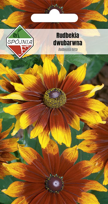 SPÓJNIA RUDBEKIA DWUBARWNA 0,5G