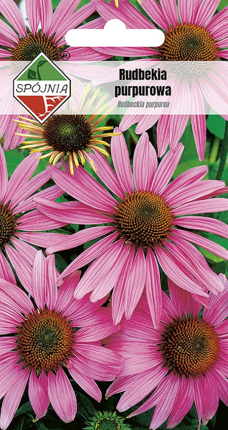 SPÓJNIA RUDBEKIA PURPUROWA 0,5G