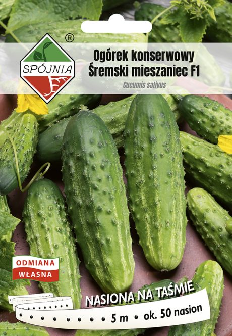 SPÓJNIA OGÓREK ŚREMSKI TAŚMA 5M